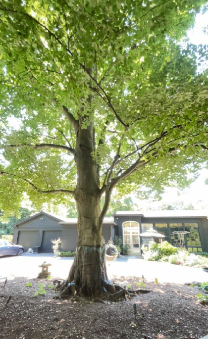 tree